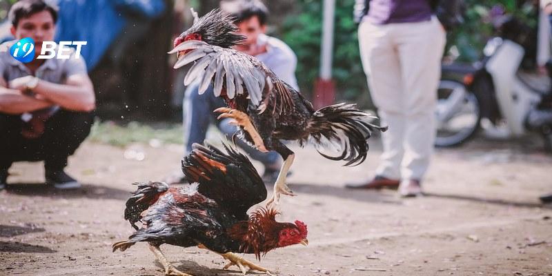 Đá gà đòn bao gồm những giải đấu vô cùng hấp dẫn