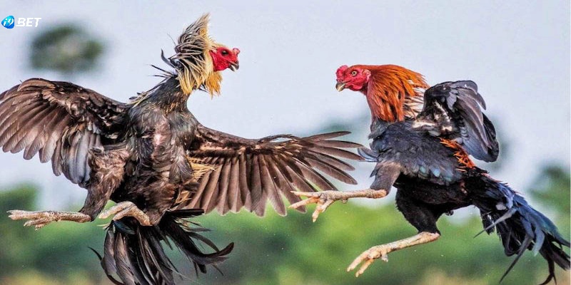 Các giống chủ đạo khi tham chiến đá gà Mỹ hay nhất